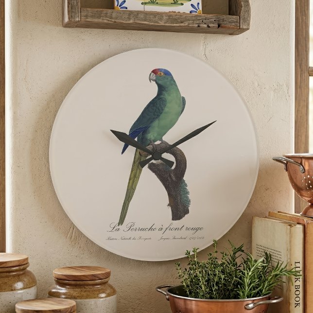 Orange-Fronted Parakeet, Eupsittula Canicularis Large Clock (Orange-Fronted Parakeet, Eupsittula Canicularis. Large Clock)
