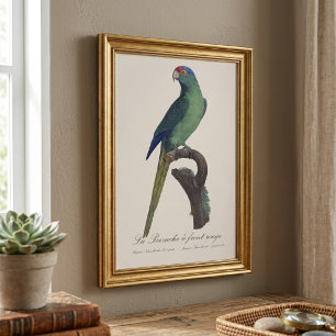 Orange-Fronted Parakeet, Eupsittula Canicularis Photo Print