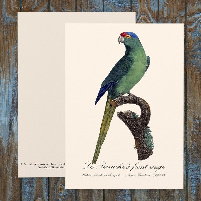 Orange-Fronted Parakeet, Eupsittula Canicularis Thank You Card (Orange-Fronted Parakeet, Eupsittula Canicularis. Thank You Card )