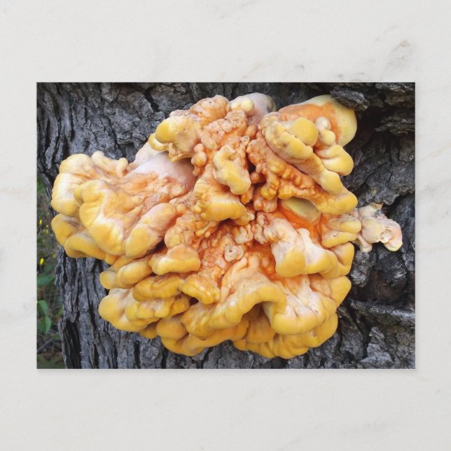 Orange Fungus Postcard (Front)