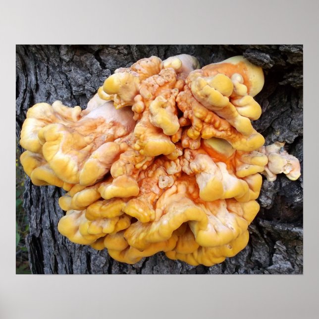 Orange Fungus Poster (Front)