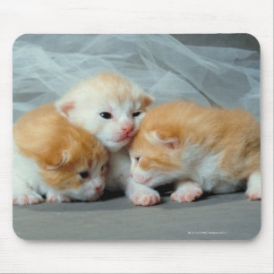 Orange Fur Kittens Mouse Pad