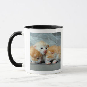 Orange Fur Kittens Mug