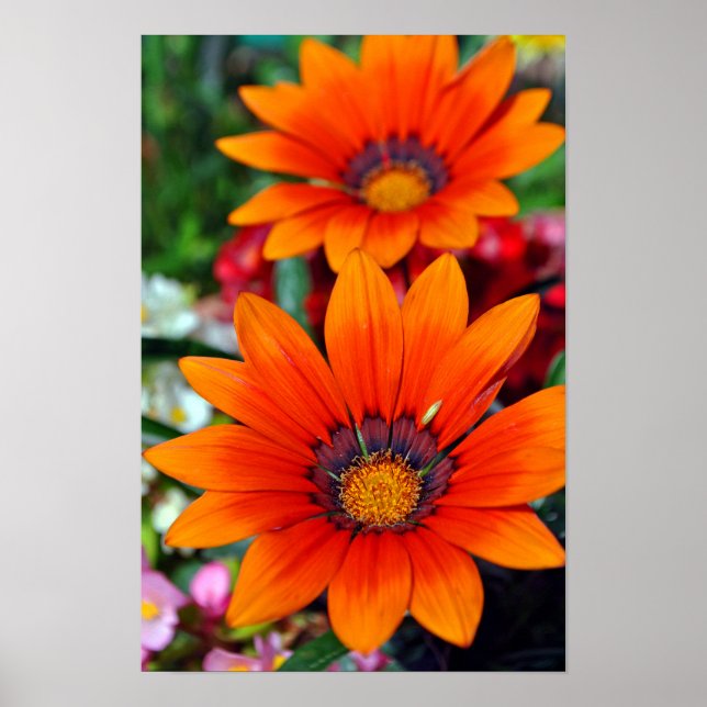 Orange Gazania African Daisies Summer Flower Poster (Front)