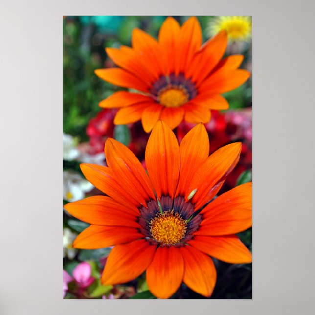 Orange Gazania African Daisies Summer Flower Poster (Front)