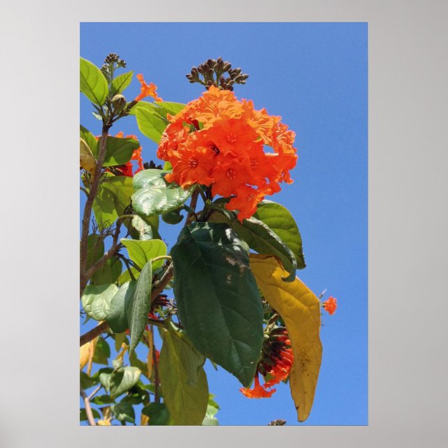 Orange Geiger Tree Poster (Front)