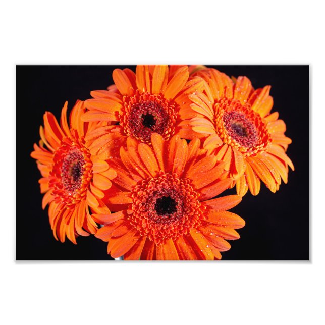 Orange Gerber Daisies Photo Print (Front)