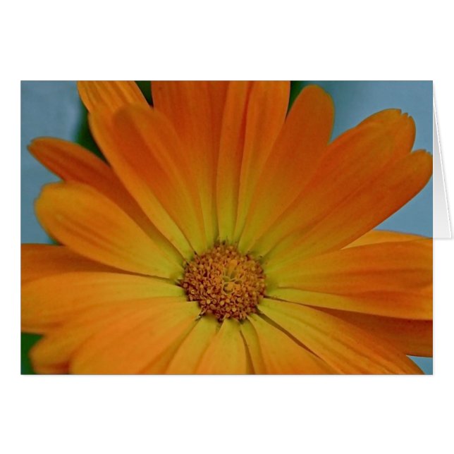 Orange Gerber Daisy (Devant horizontal)