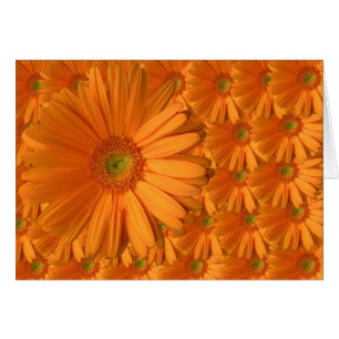 Orange Gerber Daisy