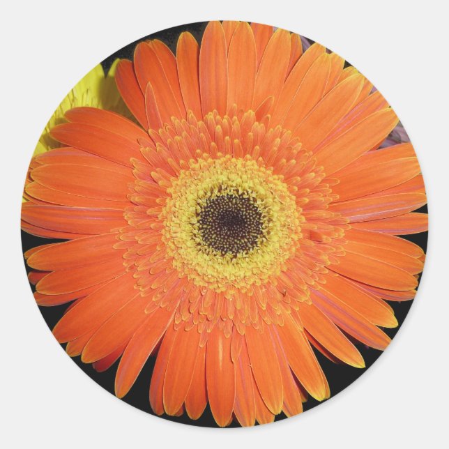 Orange Gerber Daisy Classic Round Sticker (Front)