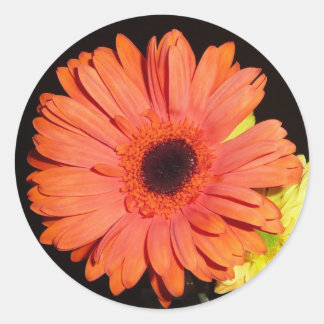 Orange Gerber Daisy Classic Round Sticker