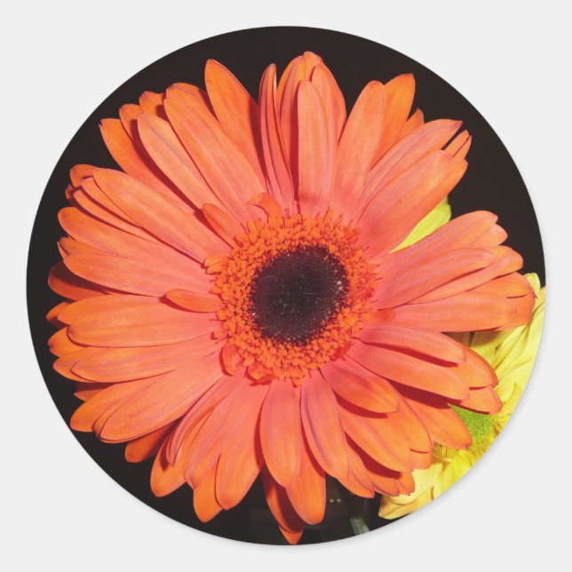Orange Gerber Daisy Classic Round Sticker (Front)