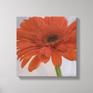 Orange Gerber Daisy Flower Canvas Print