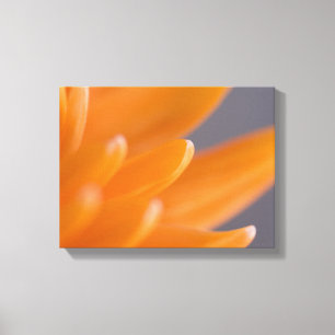 Orange Gerber Daisy Petals Canvas Print