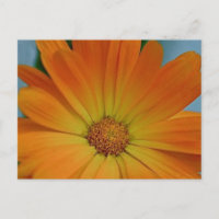 Orange Gerber Daisy