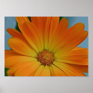 Orange Gerber Daisy Poster