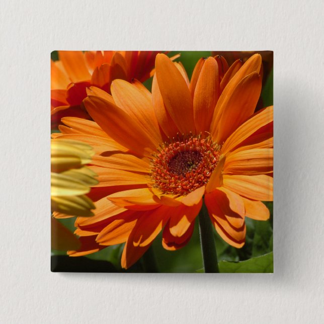 Orange Gerbera 2 Inch Square Button (Front)