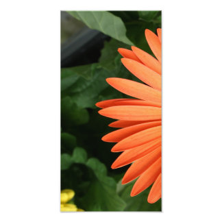 orange gerbera daisy (1 of 3) photo print