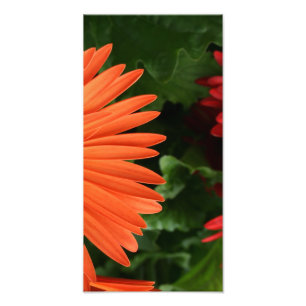 orange gerbera daisy (3 of 3) photo print