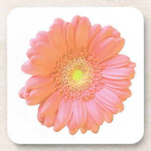 Orange gerbera daisy coaster