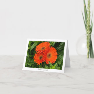 Orange Gerbera Daisy Collectable Greeting Note Card