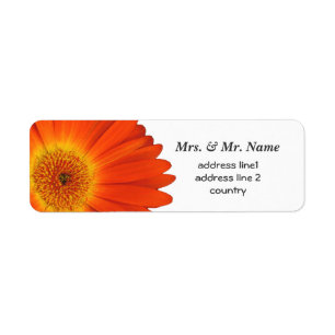 orange gerbera daisy flowers