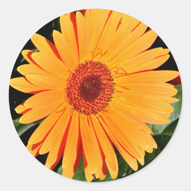 orange gerbera daisy stickers (Front)