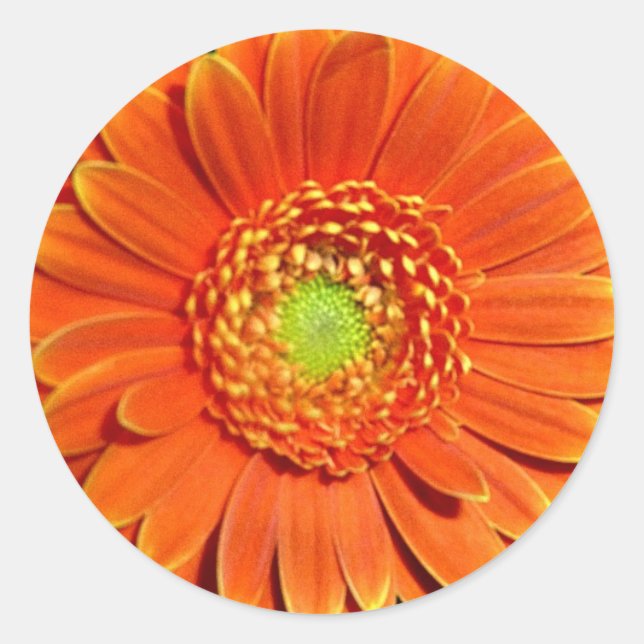 Orange Gerbera Daisy Stickers (Front)