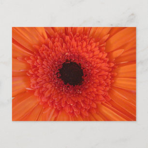 Orange Gerbera Gros plan do-it-yourself carte post