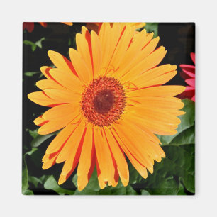orange gerbera magnet