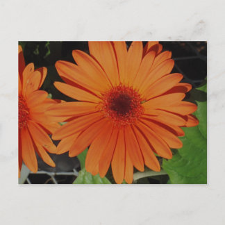 Orange Gerbers Postcard