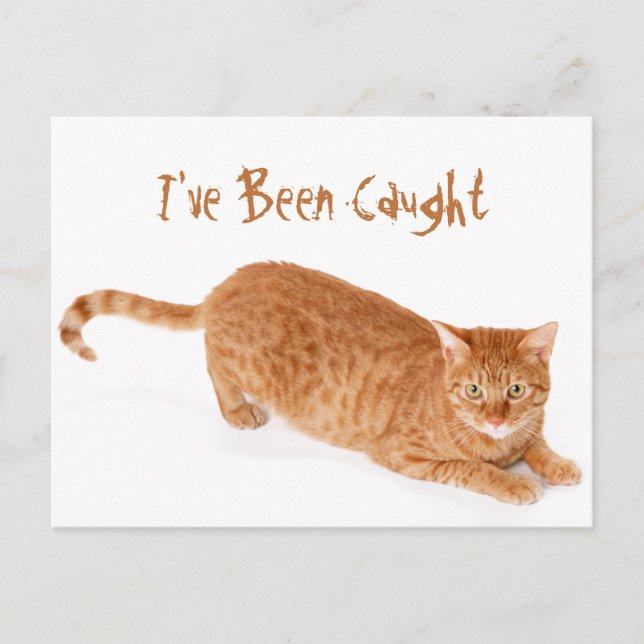 Orange Ginger Tabby Shorthair Cat Postcard (Front)