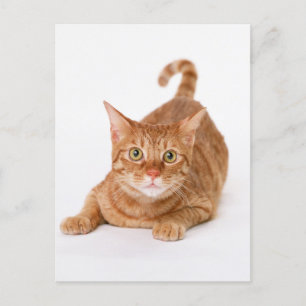 Orange Ginger Tabby Shorthair Cat Postcard