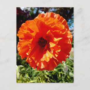 Orange Glow Poppy Postcard
