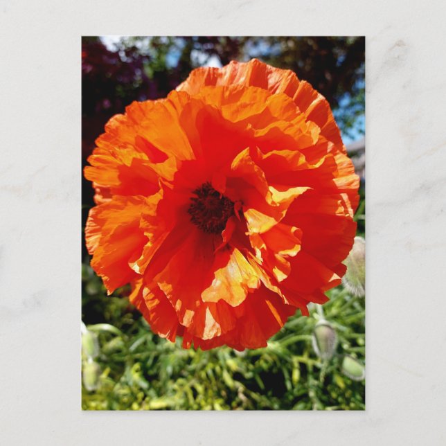 Orange Glow Poppy Postcard (Front)