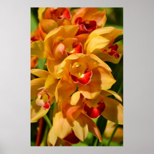 Orange Gold Orchids Photographic Art Print