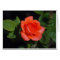Orange Grandiflora Rose Card