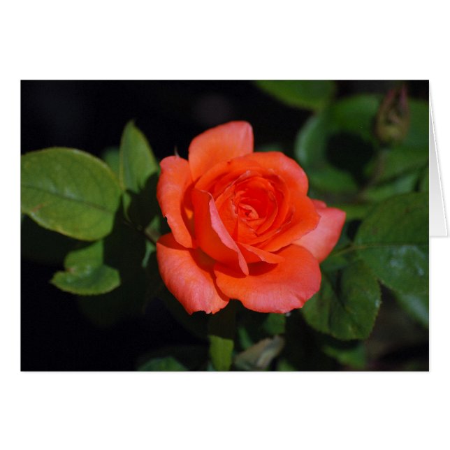 Orange Grandiflora Rose Card (Front Horizontal)