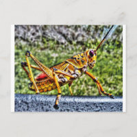 Orange Grasshopper