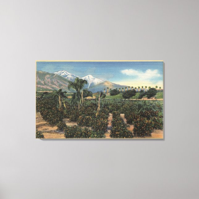 Orange Grove Scene with Snow Capped Mts Canvas Print (Front)
