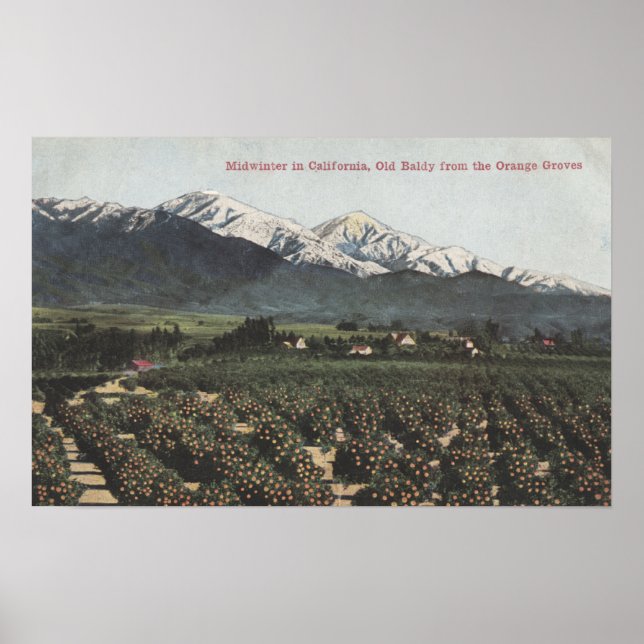 Orange Groves with Old Baldy Mt in Distance Poster (Front)