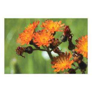 Orange Hawkweed Wild Things Photo Print