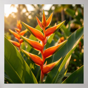 Orange Heliconia Tropical Flower Golden Hour  Poster