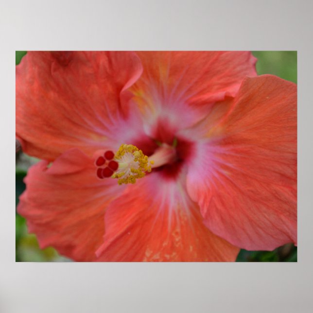 Orange Hibiscus Canvas Print (Front)