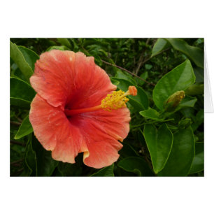 Orange Hibiscus Fleur Tropical Floral