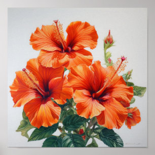 Orange Hibiscus Flower Art Print Poster