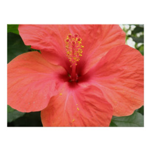 Orange Hibiscus Flower Macro Poster