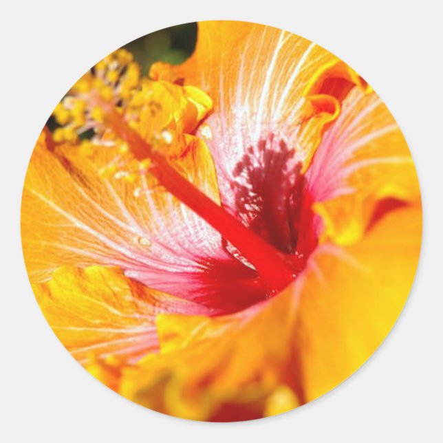 Orange Hibiscus Flower Side View Classic Round Sticker (Front)