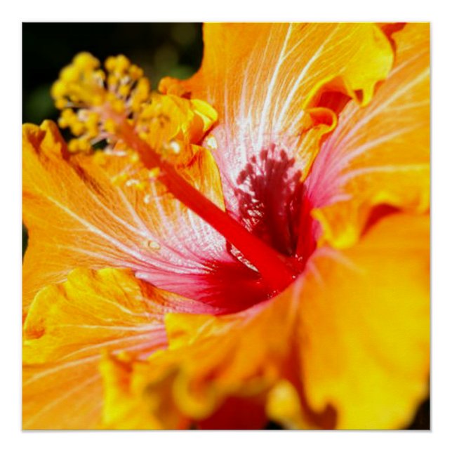 Orange Hibiscus Flower Side View Glossy Poster (Front)