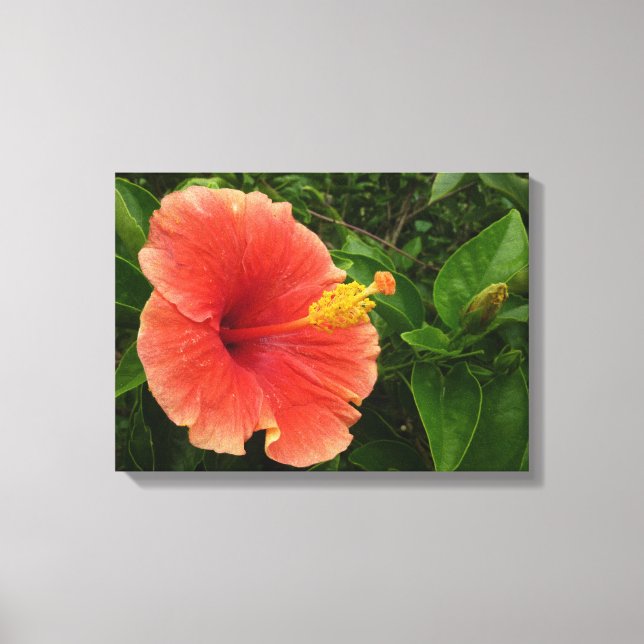Orange Hibiscus Flower Tropical Floral Canvas Print (Front)